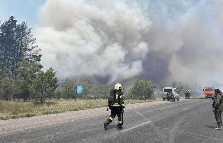 В Караганде из-за пожара в лесопосадке эвакуируют дачников 