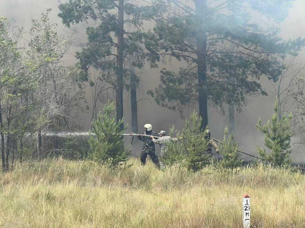 В Караганде из-за пожара в лесопосадке эвакуируют дачников . Фото: ekaraganda.kz