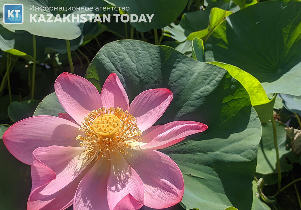 «Лотосовый рай»: в Алматы распустился древнейший цветок