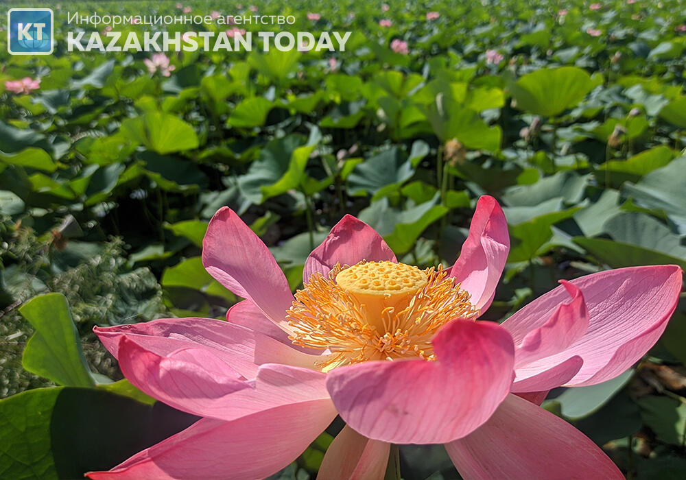 «Лотосовый рай»: в Алматы распустился древнейший цветок