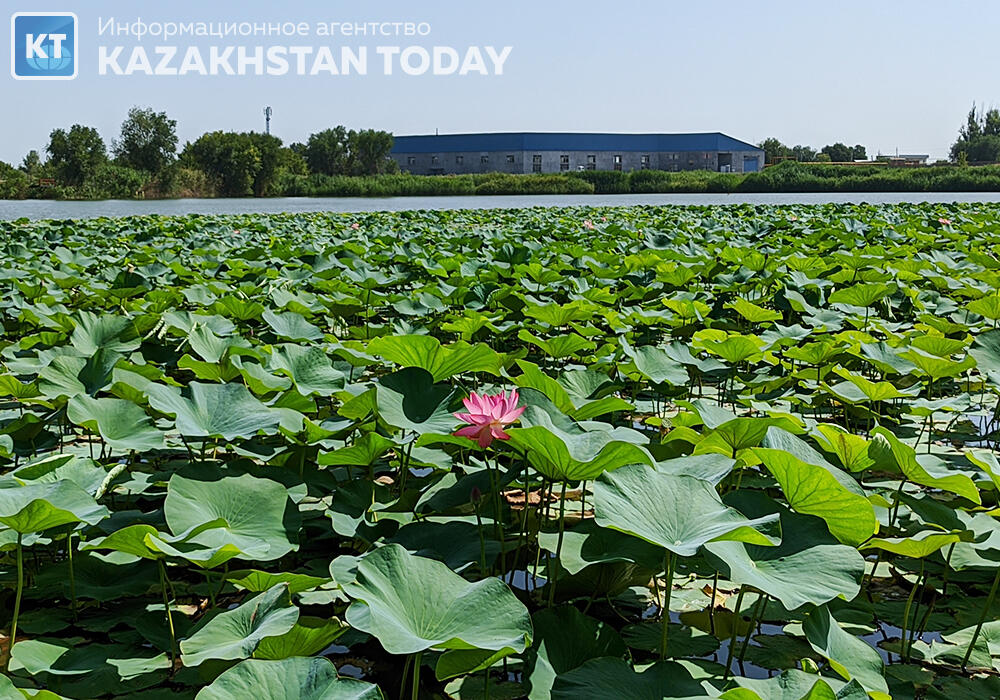 Lotus paradise: the oldest flower bloomed in Almaty
