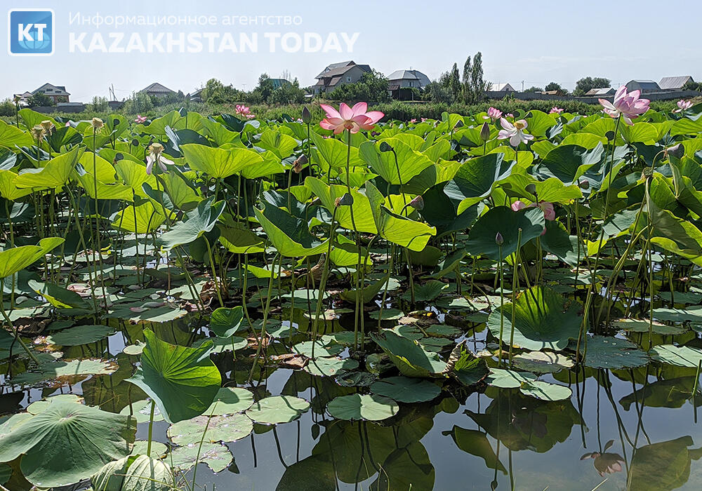Lotus paradise: the oldest flower bloomed in Almaty
