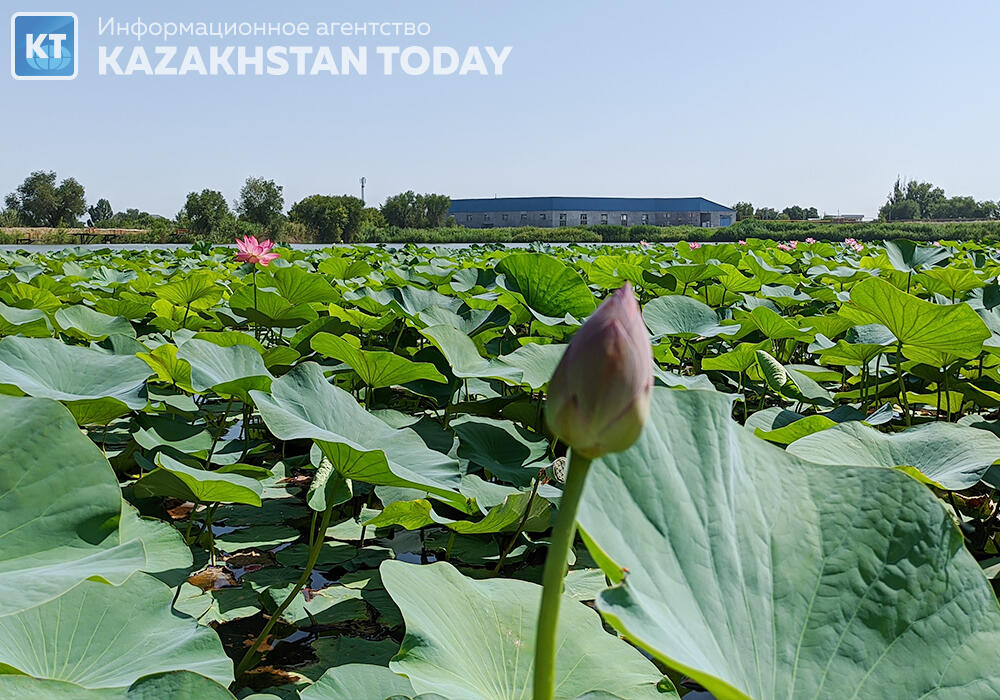 "Лотос жұмағы": Алматыда көне гүл гүлдеді