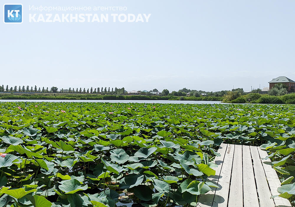 "Лотос жұмағы": Алматыда көне гүл гүлдеді