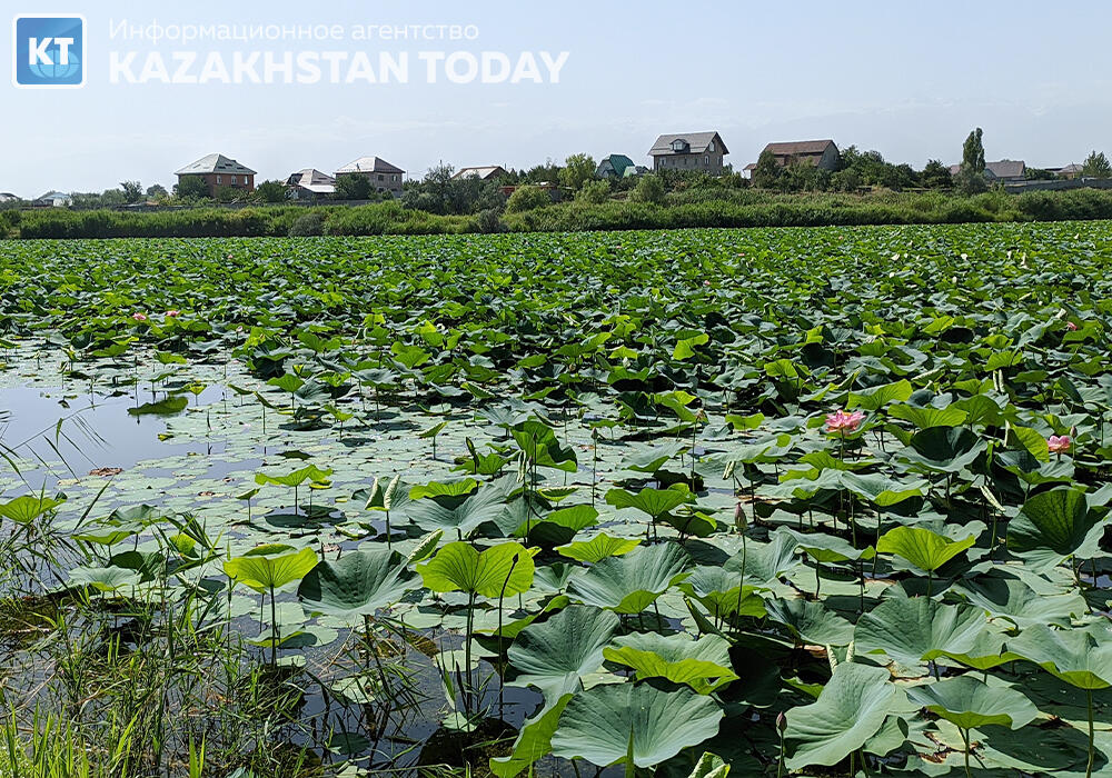 "Лотос жұмағы": Алматыда көне гүл гүлдеді