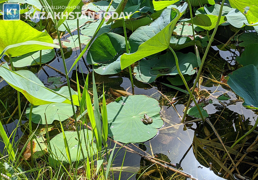 "Лотос жұмағы": Алматыда көне гүл гүлдеді