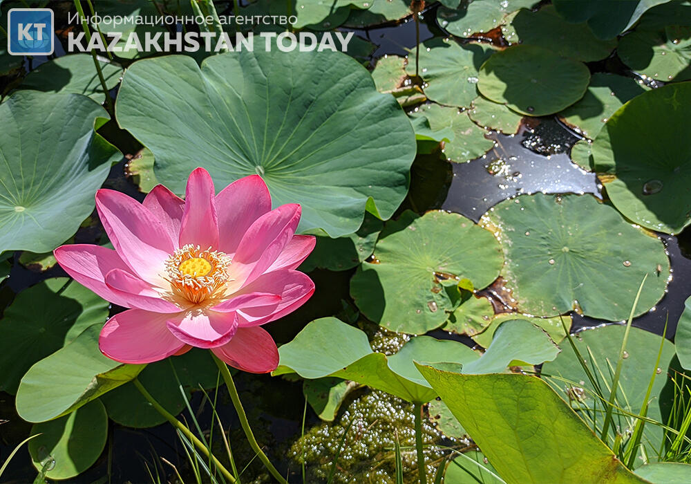 "Лотос жұмағы": Алматыда көне гүл гүлдеді