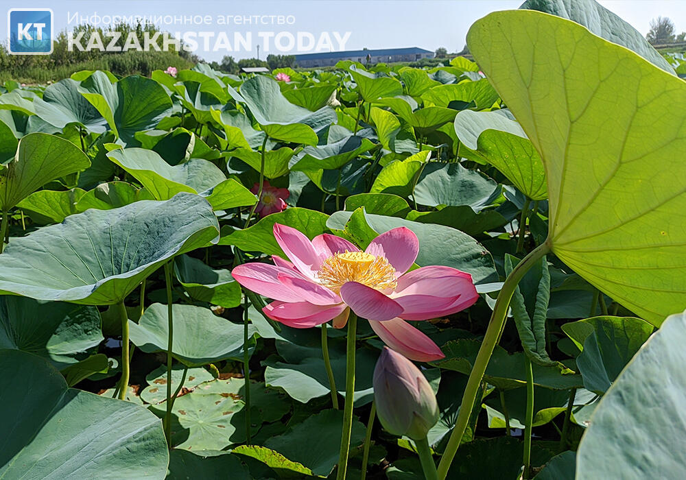 "Лотос жұмағы": Алматыда көне гүл гүлдеді