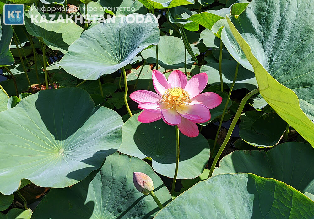 "Лотос жұмағы": Алматыда көне гүл гүлдеді