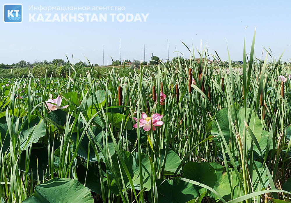"Лотос жұмағы": Алматыда көне гүл гүлдеді