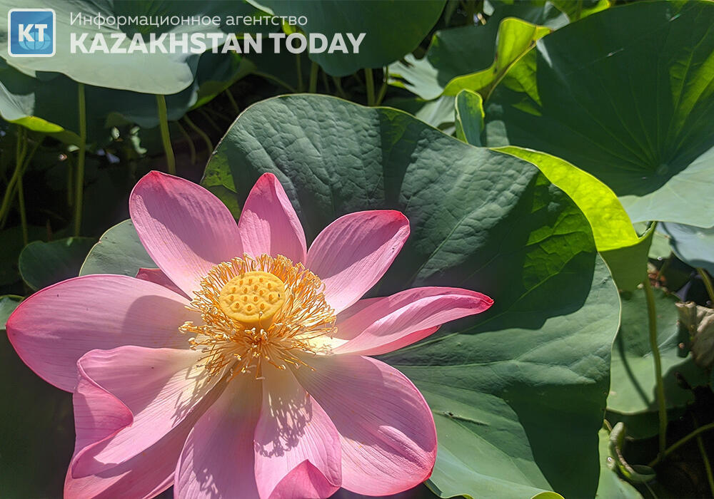 "Лотос жұмағы": Алматыда көне гүл гүлдеді