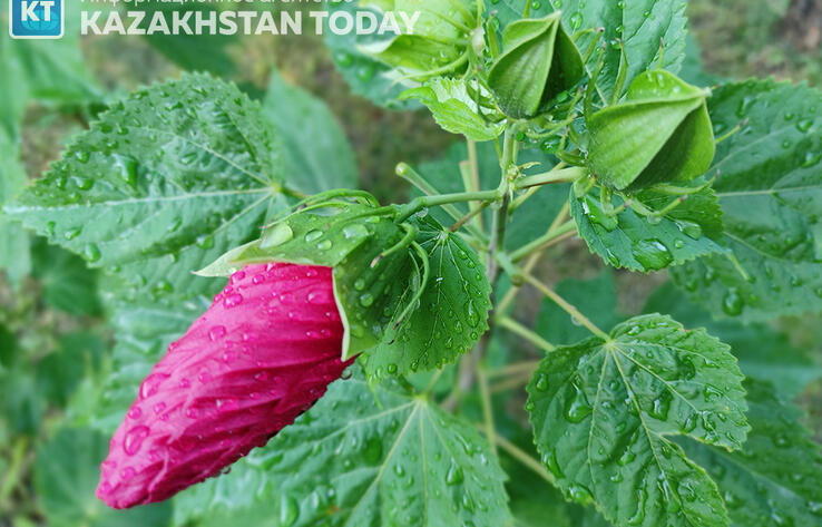 Какая погода ждет казахстанцев в пятницу