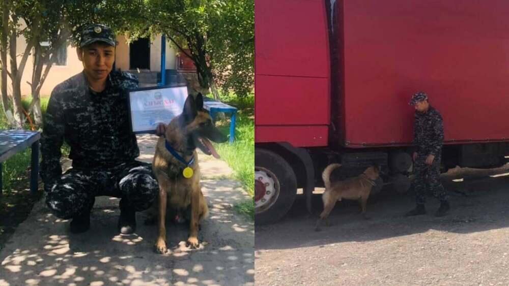 В Жамбылской области служебная собака обнаружила в авто 5 кг наркотиков