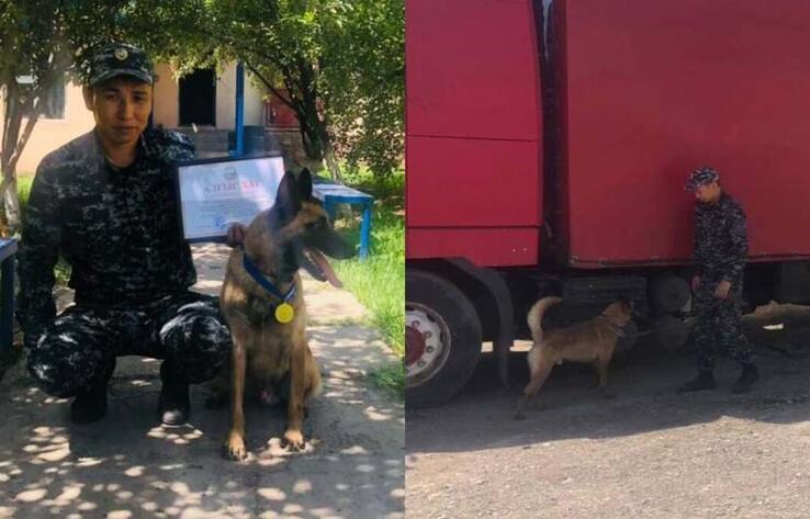 В Жамбылской области служебная собака обнаружила в авто 5 кг наркотиков