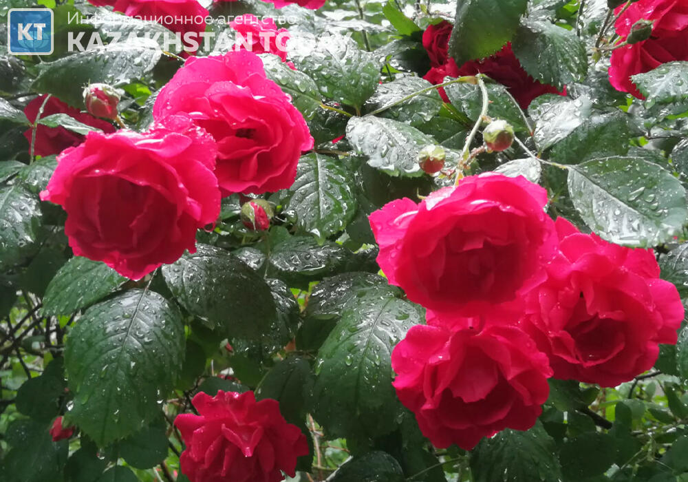 Дожди и грозы на севере, жару на юге прогнозируют сегодня синоптики