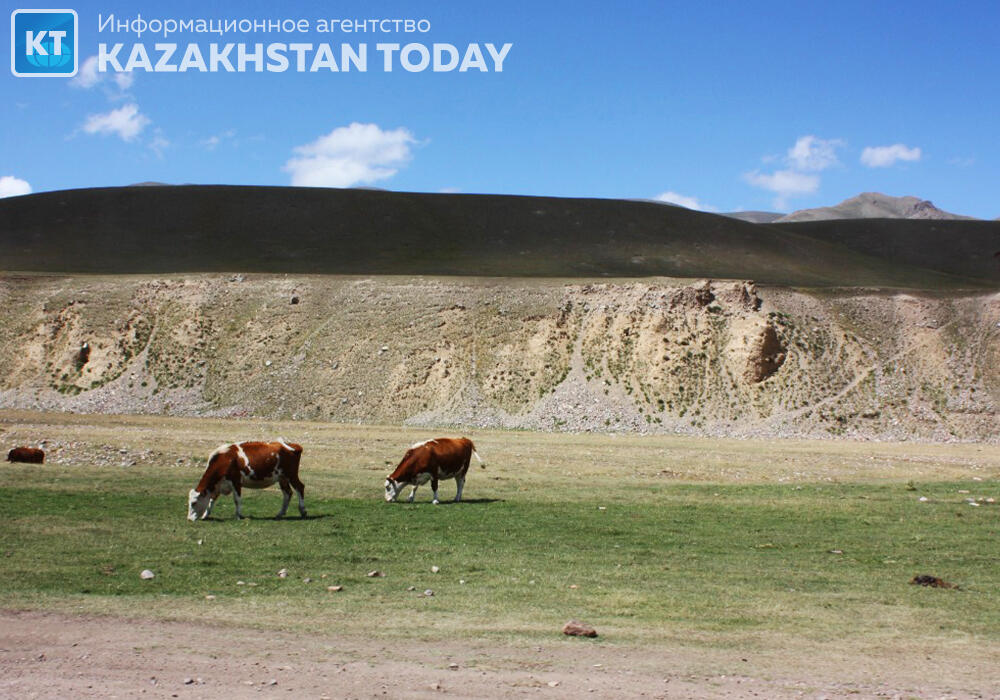 Пасти скот в заповедниках разрешили фермерам Мангистауской области