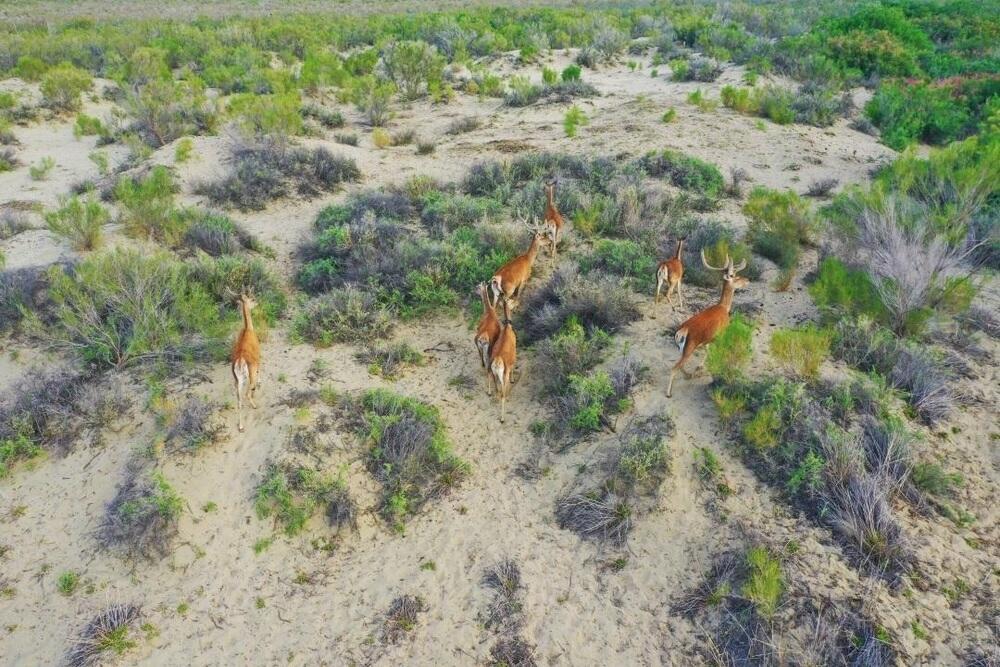 В Иле-Балхашский резерват выпустили 61 особь краснокнижного оленя