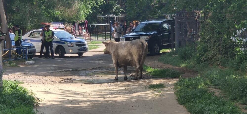 В Костанае в результате нападения коровы пострадали три человека 