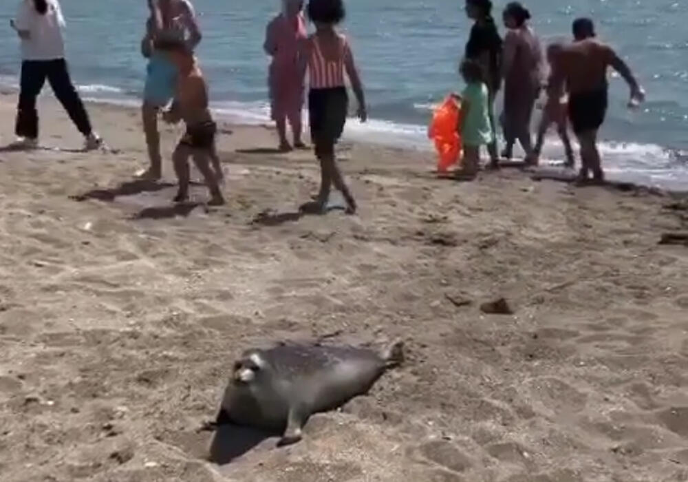 Детеныша тюленя забросали камнями на одном из пляжей в Актау