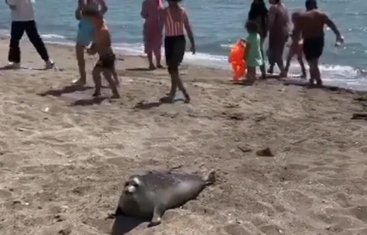 Детеныша тюленя забросали камнями на одном из пляжей в Актау