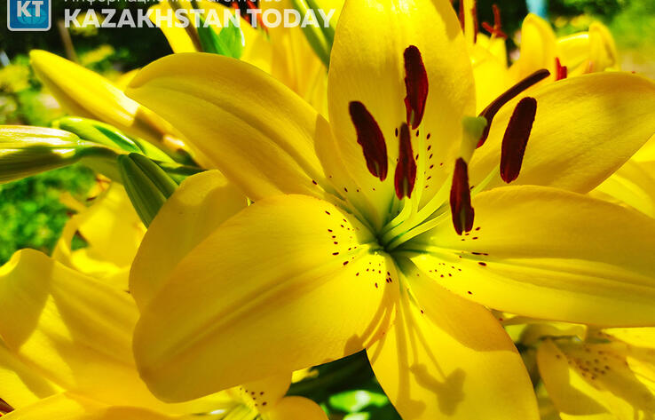 В большинстве регионов Казахстана ожидается жаркая погода без осадков