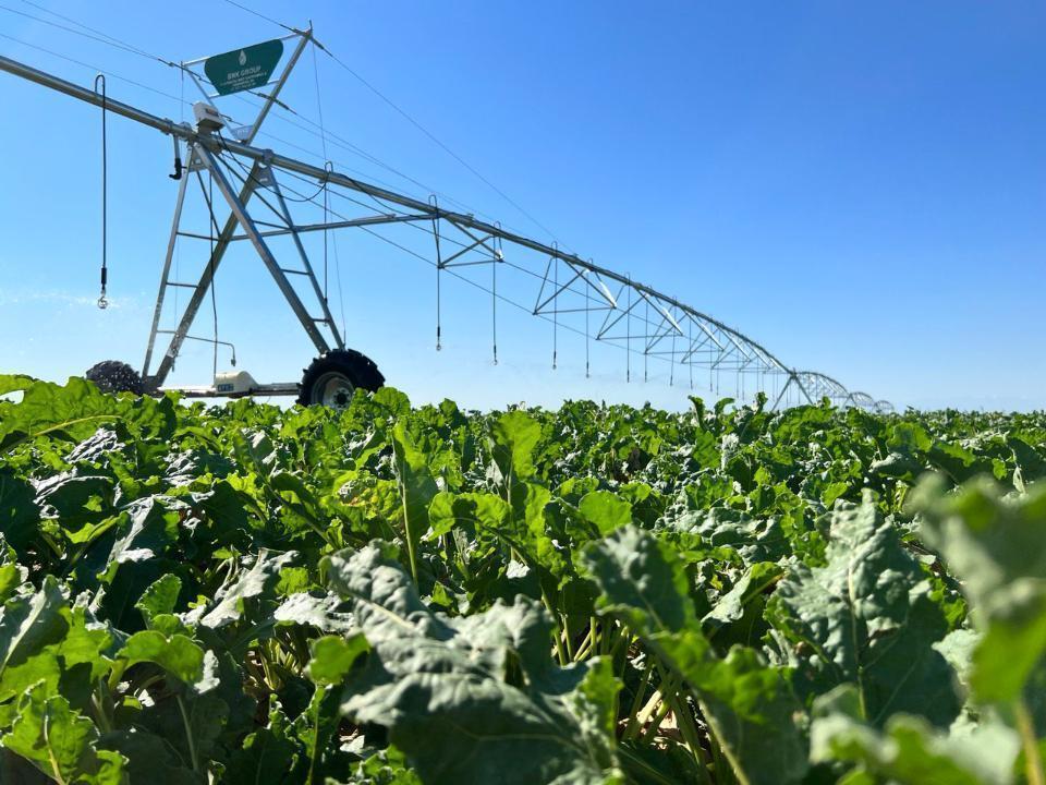 Қазақстанда қант қызылшасын сатып алу құны тоннасына 30 мың теңгеге дейін көтерілді