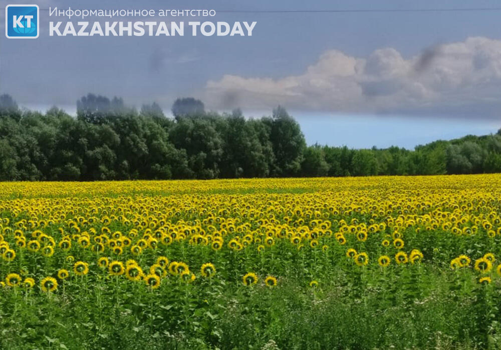 В Казахстане прогнозируют хороший урожай подсолнечника