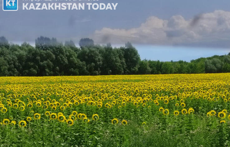 В Казахстане прогнозируют хороший урожай подсолнечника