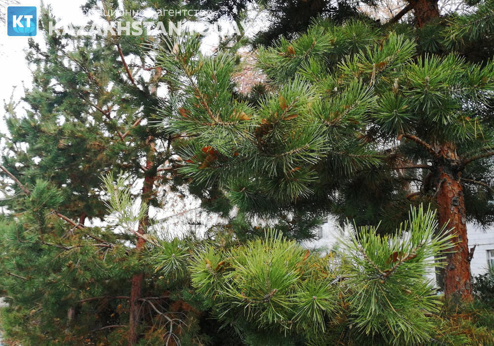 По факту вырубки сосен на территории школы в Текели возбуждено уголовное дело