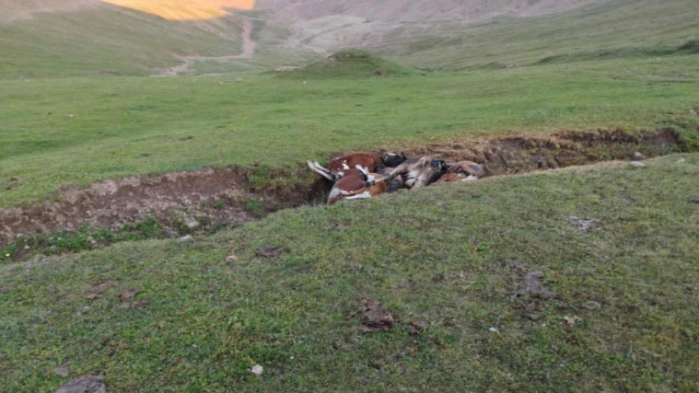 В Комитете ветконтроля прокомментировали обнаружение ямы с мертвыми животными на пастбище Ассы под Алматы