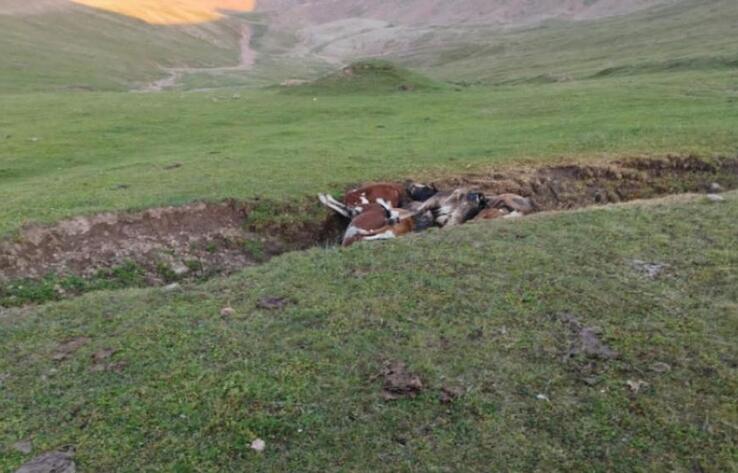 В Комитете ветконтроля прокомментировали обнаружение ямы с мертвыми животными на пастбище Ассы под Алматы