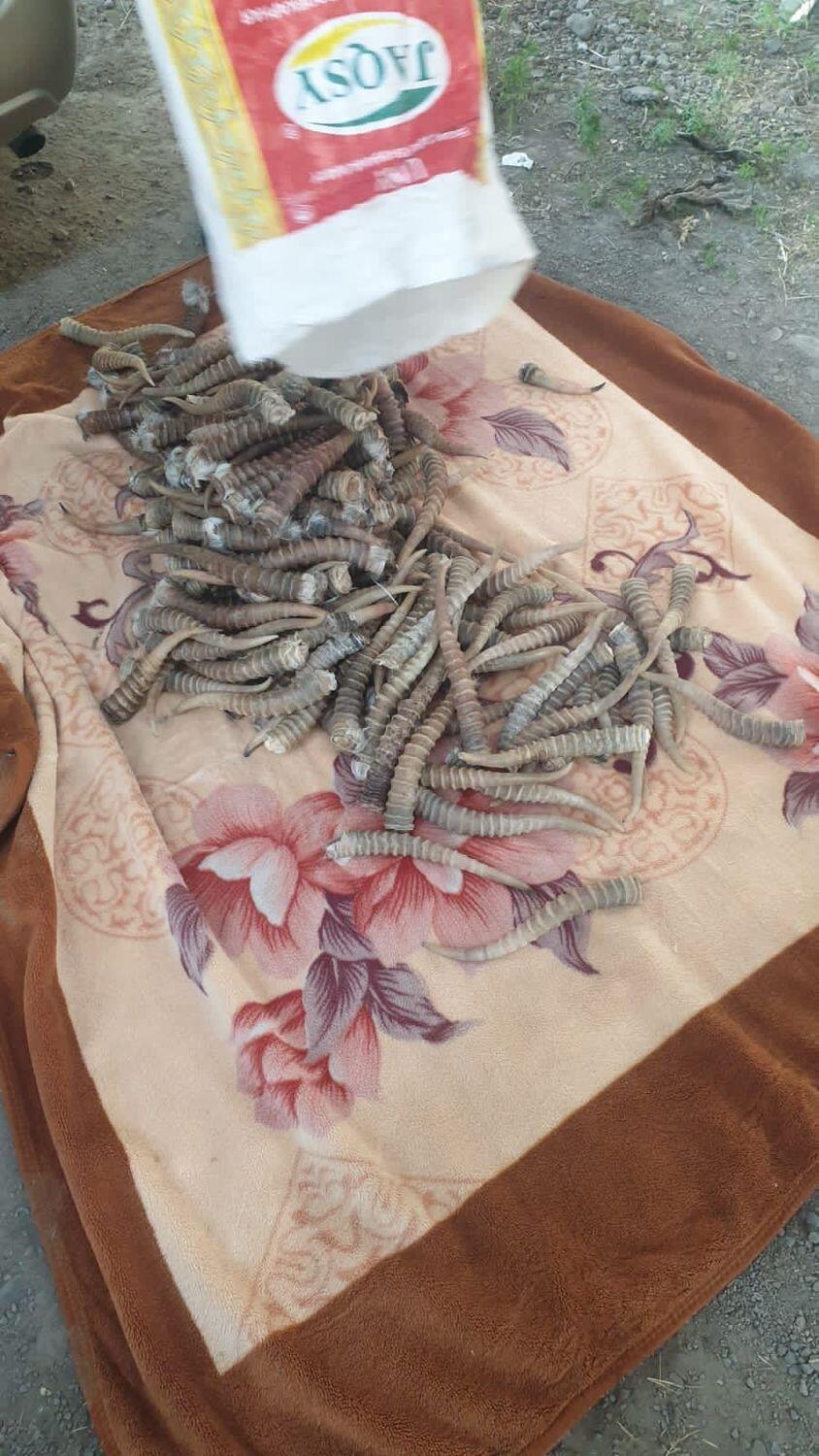 В Алматинской области у браконьеров изъяли 13 мешков с рогами сайгаков. Фото: пресс-служба ДП Алматинской области