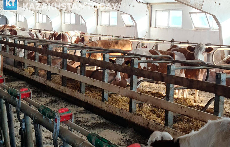 Массовый падеж скота зарегистрирован в Улытауской области