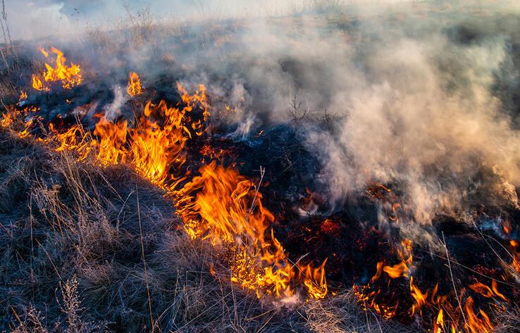 В Павлодарской области загорелся сухостой