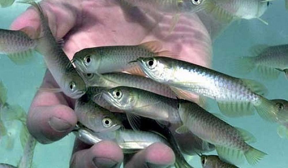 Қазақстанда күтім балығын ҚР Қызыл кітабынан алып тастағысы келеді