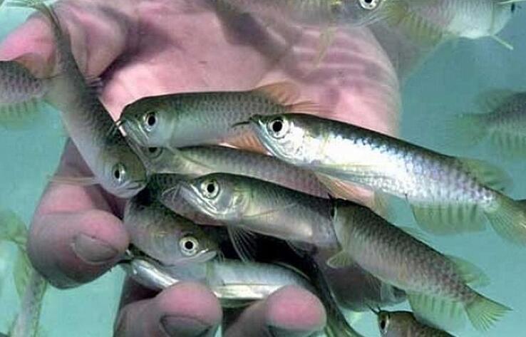 Қазақстанда күтім балығын ҚР Қызыл кітабынан алып тастағысы келеді