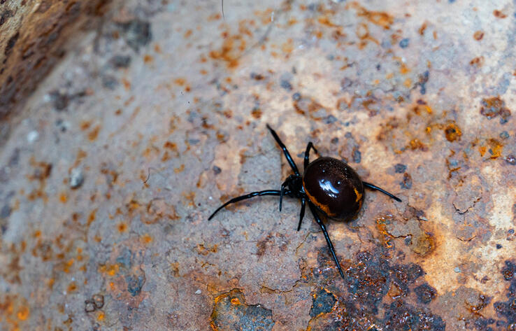 В Западном Казахстане каракурт укусил 9-летнего мальчика