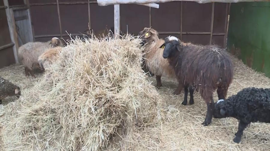 Kazakhstan’s wool exports grew by 3.8 times