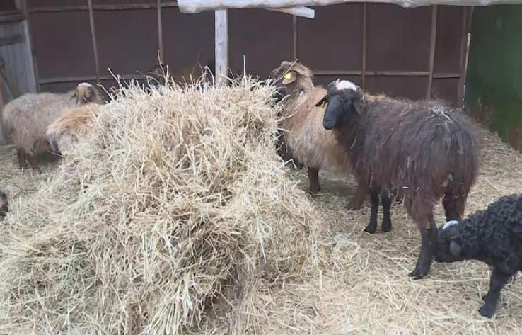 Kazakhstan’s wool exports grew by 3.8 times