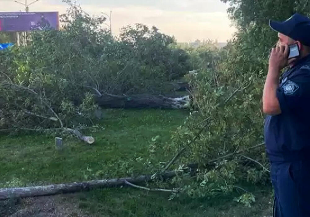 В Семее наказали инициаторов незаконного спила деревьев. Фото: arnapress.kz