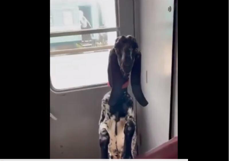 Проводник поезда Петропавловск - Алматы перевозил в тамбуре овцу