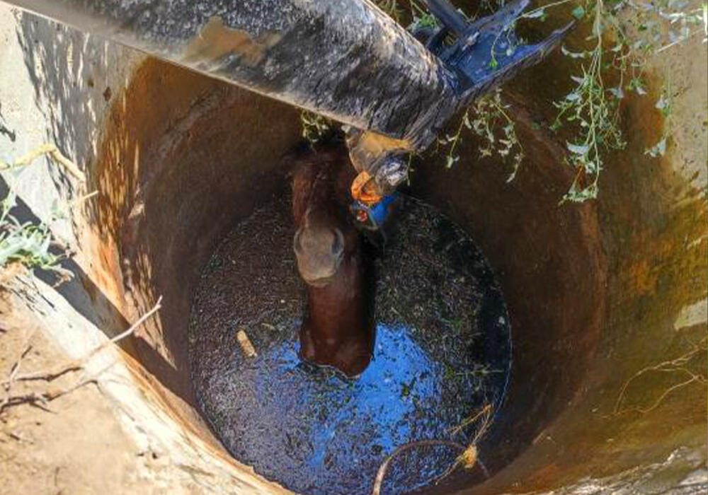 Спасатели Атырау вытащили упавшего в яму коня . Фото: ДЧС Атырауской области
