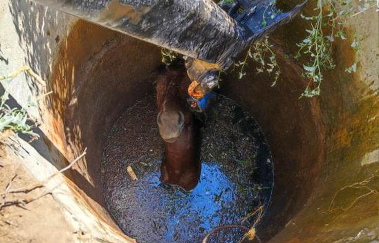 Спасатели Атырау вытащили упавшего в яму коня 