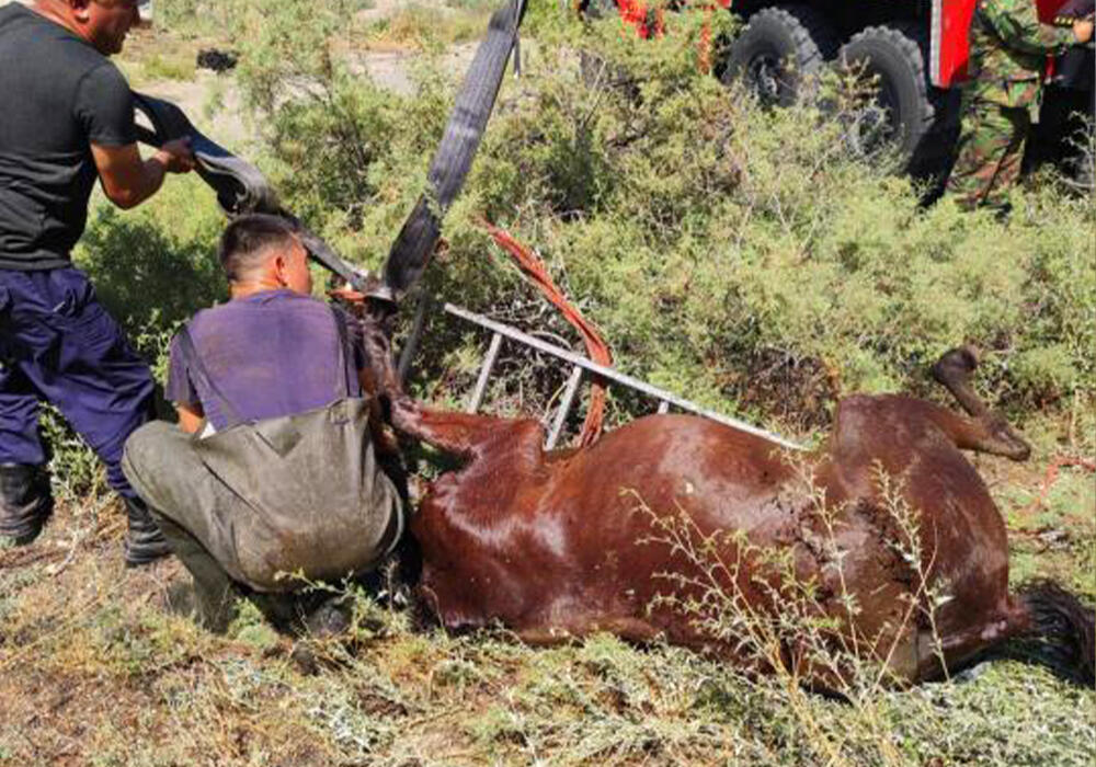 Спасатели Атырау вытащили упавшего в яму коня . Фото: ДЧС Атырауской области