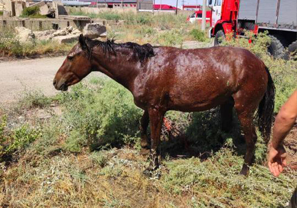 Спасатели Атырау вытащили упавшего в яму коня . Фото: ДЧС Атырауской области