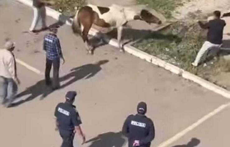 По оживленной улице Нур-Султана бродили бесхозные лошади