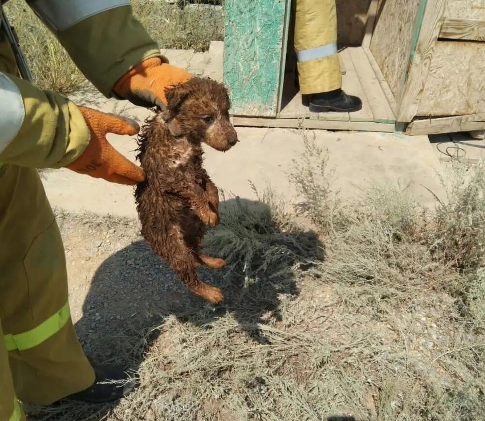 В Актюбинской области спасатели вытащили двух щенков из выгребной ямы. Фото: пресс-служба ДЧС Актюбинской области