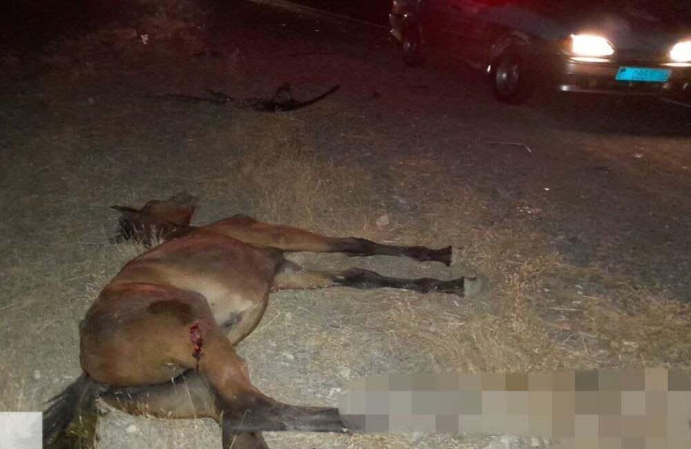 В Туркестанской области в результате ДТП с участием лошадей пострадали два человека . Фото: Polisia.kz