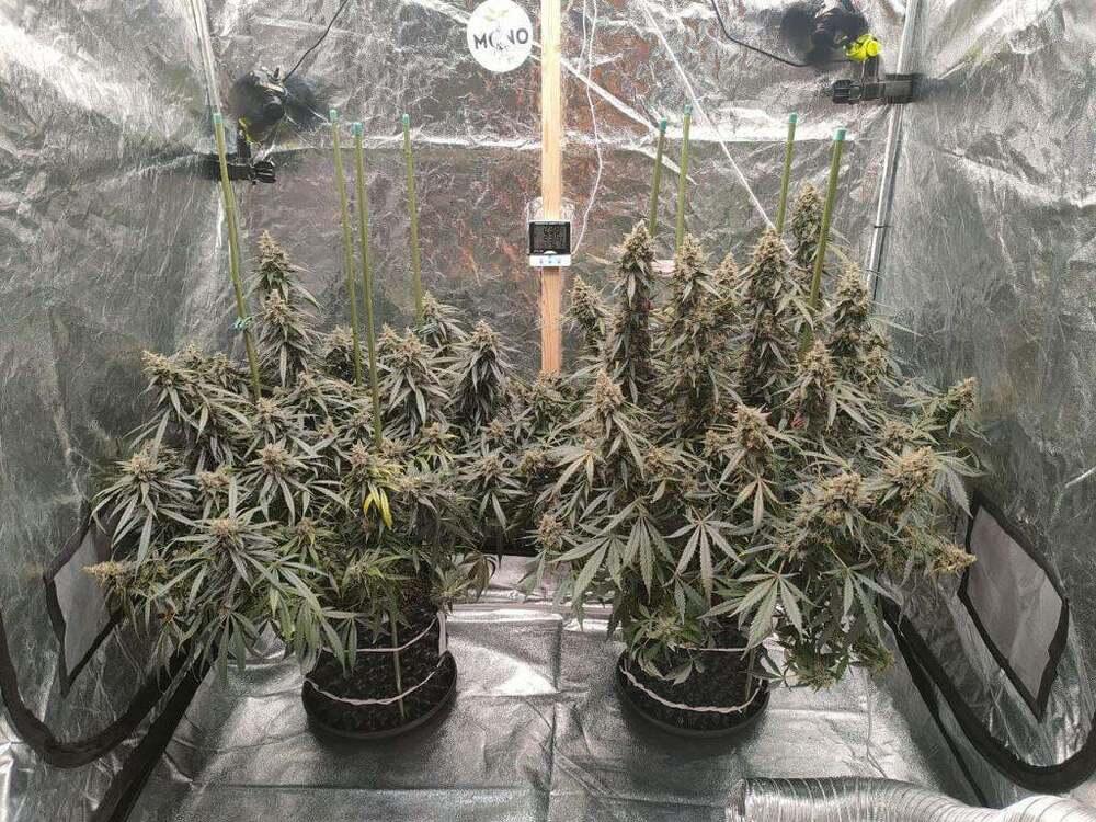 Житель Уральска построил в своем дворе теплицу для выращивания конопли. Фото: Polisia.kz