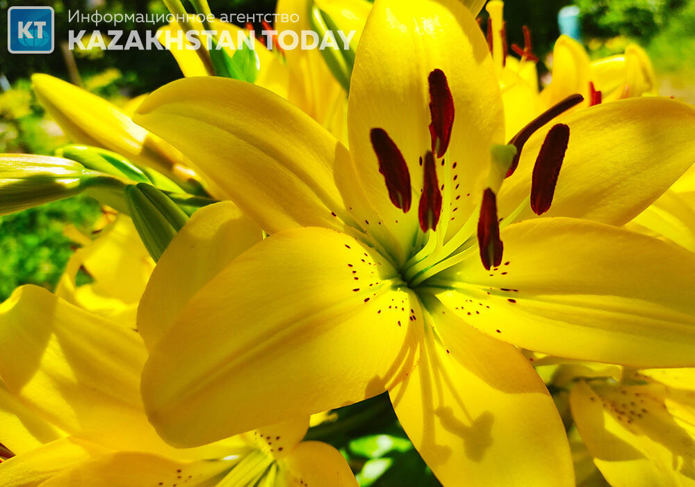 В большинстве регионов Казахстана ожидается погода без осадков